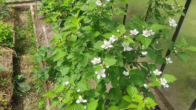 Осейдж, Джамбо и нсд клубника смотреть онлайн