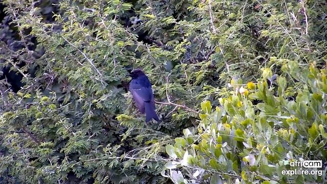 Дронго. Африка - Drongo. Africa смотреть онлайн