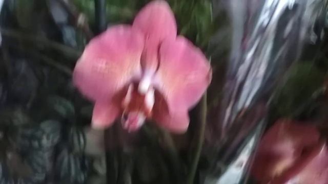 Похвастушки 🌹наконец-то моя 🌻ХОТЕЛОЧКА🥀 дома(04.11.2020) смотреть онлайн