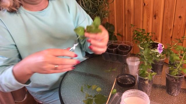 Черенкование петунии видео от 29.10.2023 смотреть онлайн