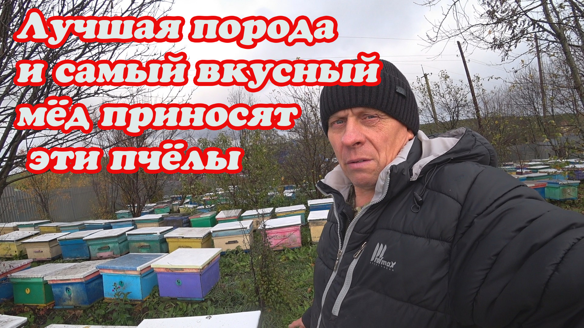 ИСПРАВЛЕНИЕ БЕЗМАТОЧНОЙ ПЧЕЛОСЕМЬИ ПОЗДНЕЙ ОСЕНЬЮ, КАКАЯ ПОРОДА ЛУЧШЕ И ВКУСНЕЕ МЁД. смотреть онлайн