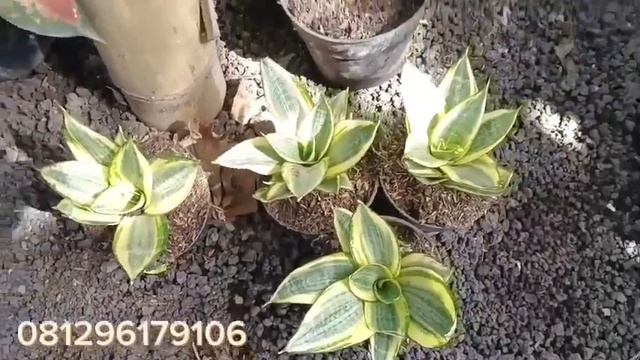 Part 347 Review Tanaman Hias Murah 081296179106