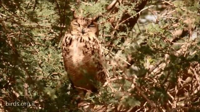 Pharaoh Eagle owl - Bubo ascalaphus - אוח מדברי смотреть онлайн