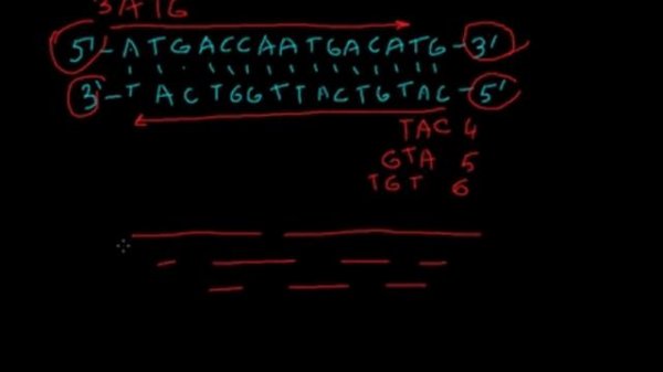 Open reading frames DNA