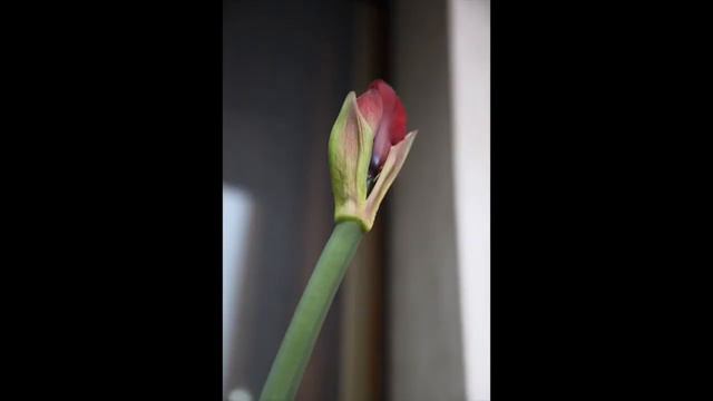 Fioritura di un Amarillis in time-lapse смотреть онлайн