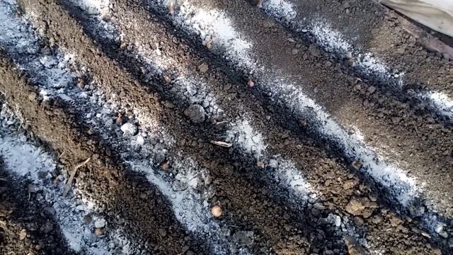 Посадка лука. Вторая важная подкормка чеснока. смотреть онлайн
