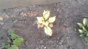 Хоста Оранж Мармелад (Orange Marmalade)