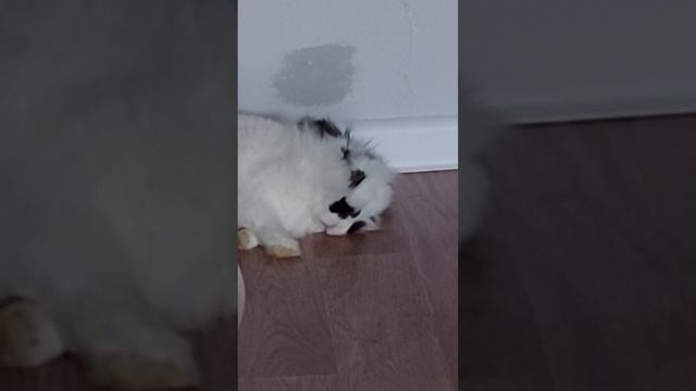 кролик Гоша спит