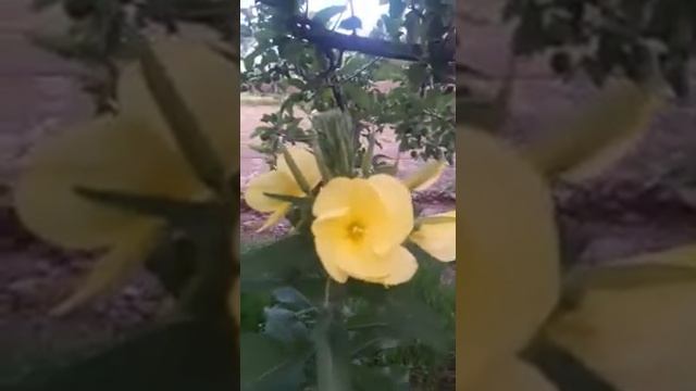 Алайкуу Намаз шам гулу. смотреть онлайн