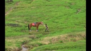 Лошадь боится воды