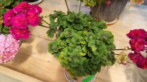 #560.Моя любимая селекция пеларгоний! ИВ сорта,описание.