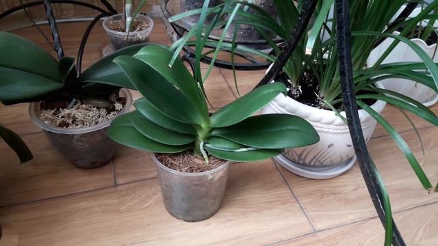 Как выбрать горшок для орхидеи смотреть онлайн