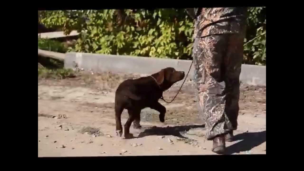 Оливер смотреть онлайн