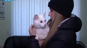 Мочекаменная болезнь у кошек