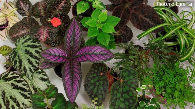 Ответы на вопросы - Зимняя отправка, передержка, заказы на весну смотреть онлайн