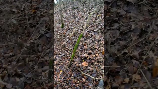 Заготовка дров, по нормальному.
