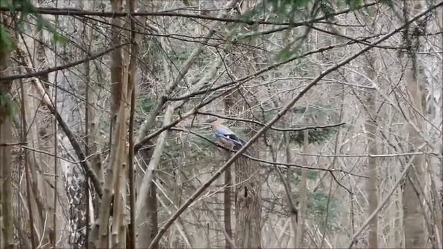 Сойка в Битцевском лесу района Ясенево 在莫斯科的鳥類 смотреть онлайн