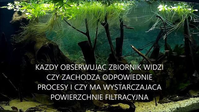 Akwarysta Niedzielny смотреть онлайн