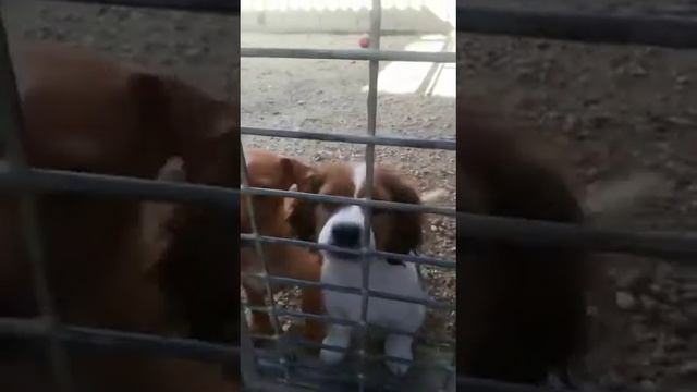 Robert, Peter, Fritz, Lazar, Bocskai und Foxika смотреть онлайн