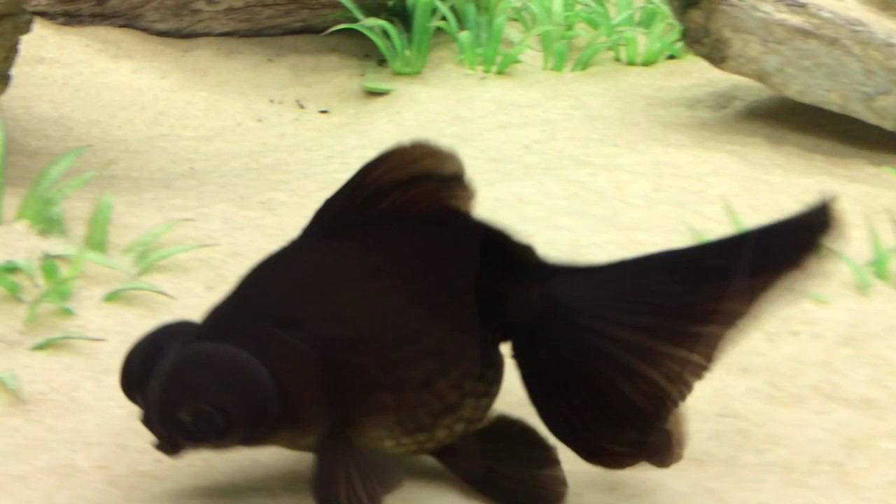 Золотая рыбка в аквариуме салона "Аква Лого на Тропарёво" смотреть онлайн