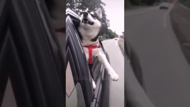 Эдит(Доберман, Ротвейлер,Хаски,Немка)