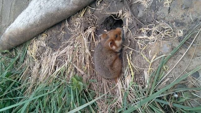 Необычная животинка объявилась на даче🐹 | оказалось давненько там живет