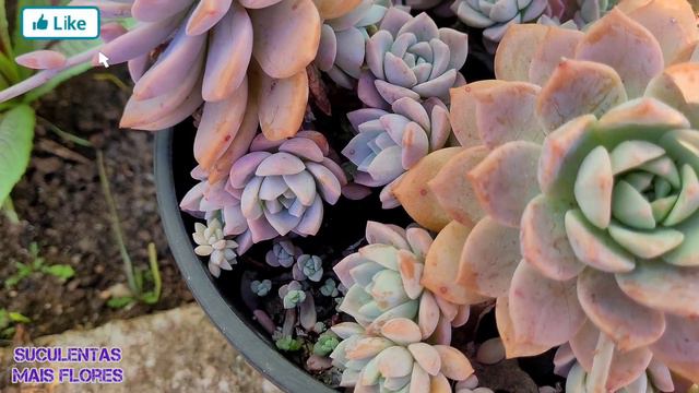 Colônia  Graptoveria Milky Way  /fascil Cultivo
