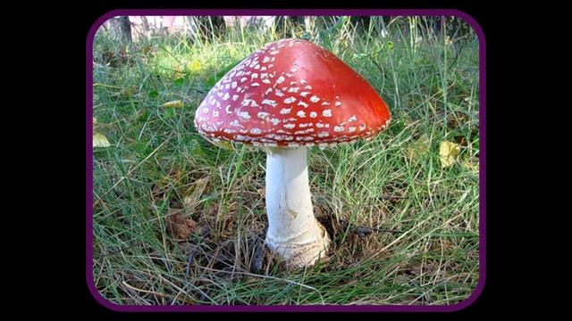Рыба пила - Дао 1 (демо) смотреть онлайн