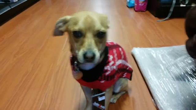 Love Didi - The Rescue Dog смотреть онлайн