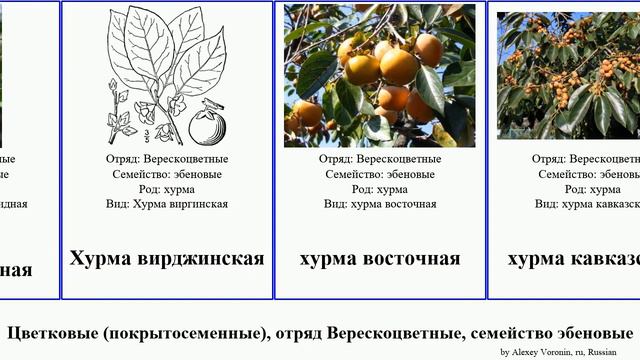 Цветковые (покрытосеменные), отряд Верескоцветные, семейство эбеновые хурма Angiosperms Ericales