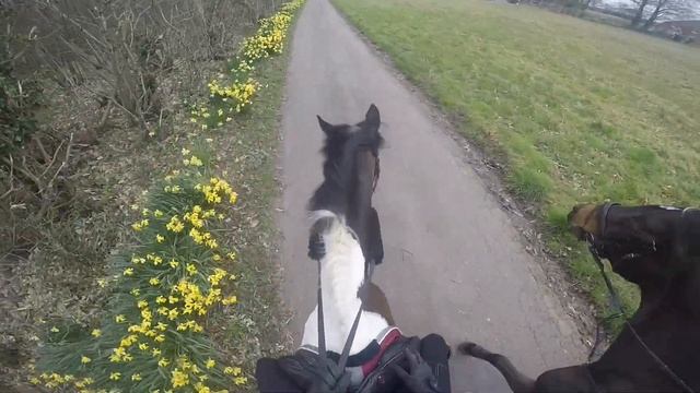 TACK UP & RIDE WITH ME HACKING GOPRO | Lily & Inky VS Gates смотреть онлайн