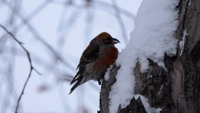 Клест-еловик ест снег смотреть онлайн