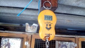 Содержание кроликов  самцов группой и по одному и их вес.