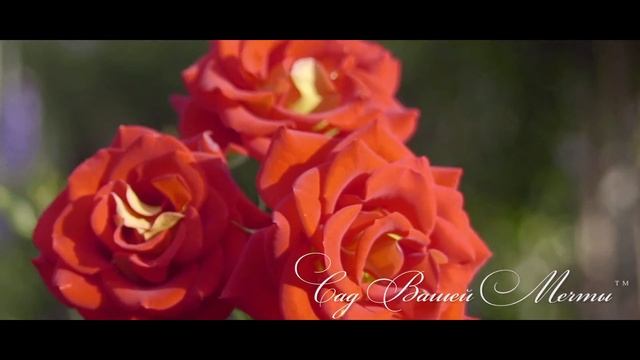 Вальс Цветов - в Питомнике "Сад Вашей Мечты смотреть онлайн