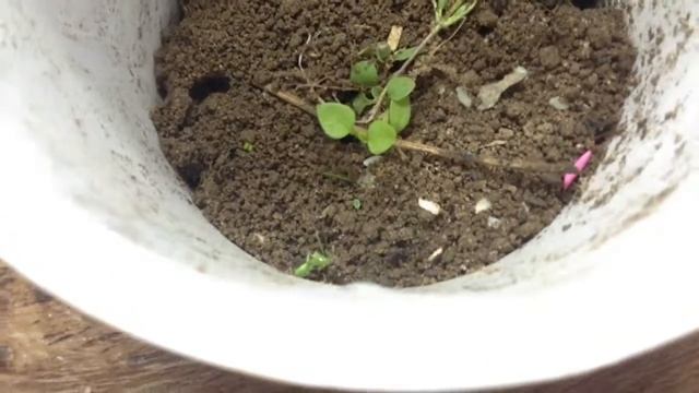 Маленькие домашние муравьи:) смотреть онлайн