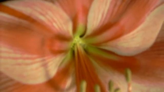 Amaryllis Bulb Hippeastrum Gervase смотреть онлайн