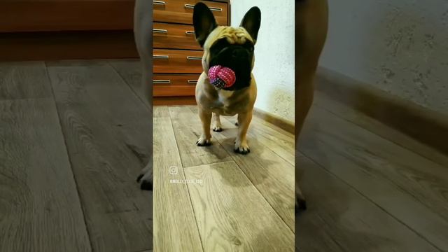 Ждём самую долгожданную Пару #frenchbulldog #bulldog #puppy #французскийбульдог #собакадругчеловека смотреть онлайн