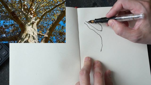 Urban sketching tips for nature and plants смотреть онлайн