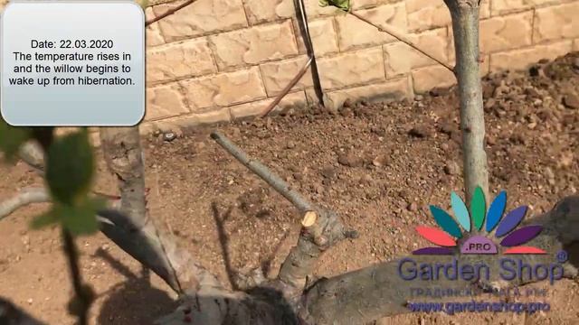 How to prune Salix integra Hakuro Nishiki смотреть онлайн