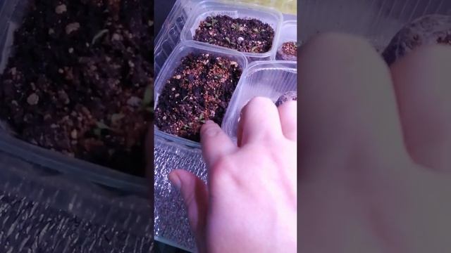 ?обзор рассады цветов на 9 февраля 2022 года ? смотреть онлайн