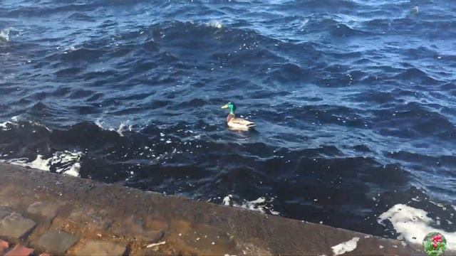 Карелия. Онежское озеро. Петрозаводск. Чайки.