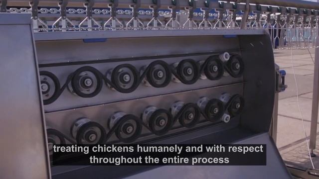 Streamline Your Poultry Processing with a Compact Poultry Slaughter Line смотреть онлайн