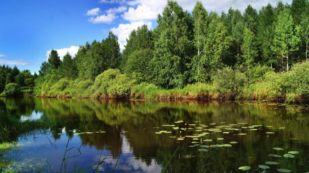 15 МИНУТ МУЗЫКИ ДЛЯ ОТДЫХА смотреть онлайн