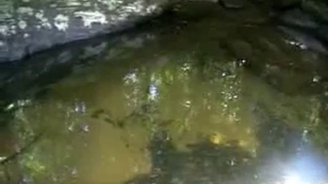 Hidden Beauties of Sinharaja Rain Forest in Sri Lanka. смотреть онлайн