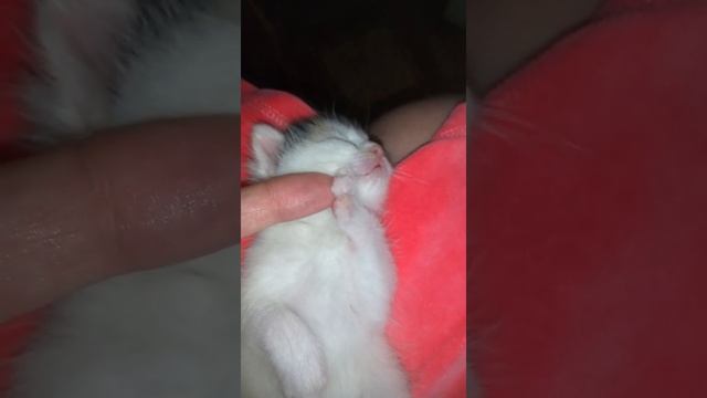 Продолжение..Буся после кормления....вот так обкакала маму... смотреть онлайн