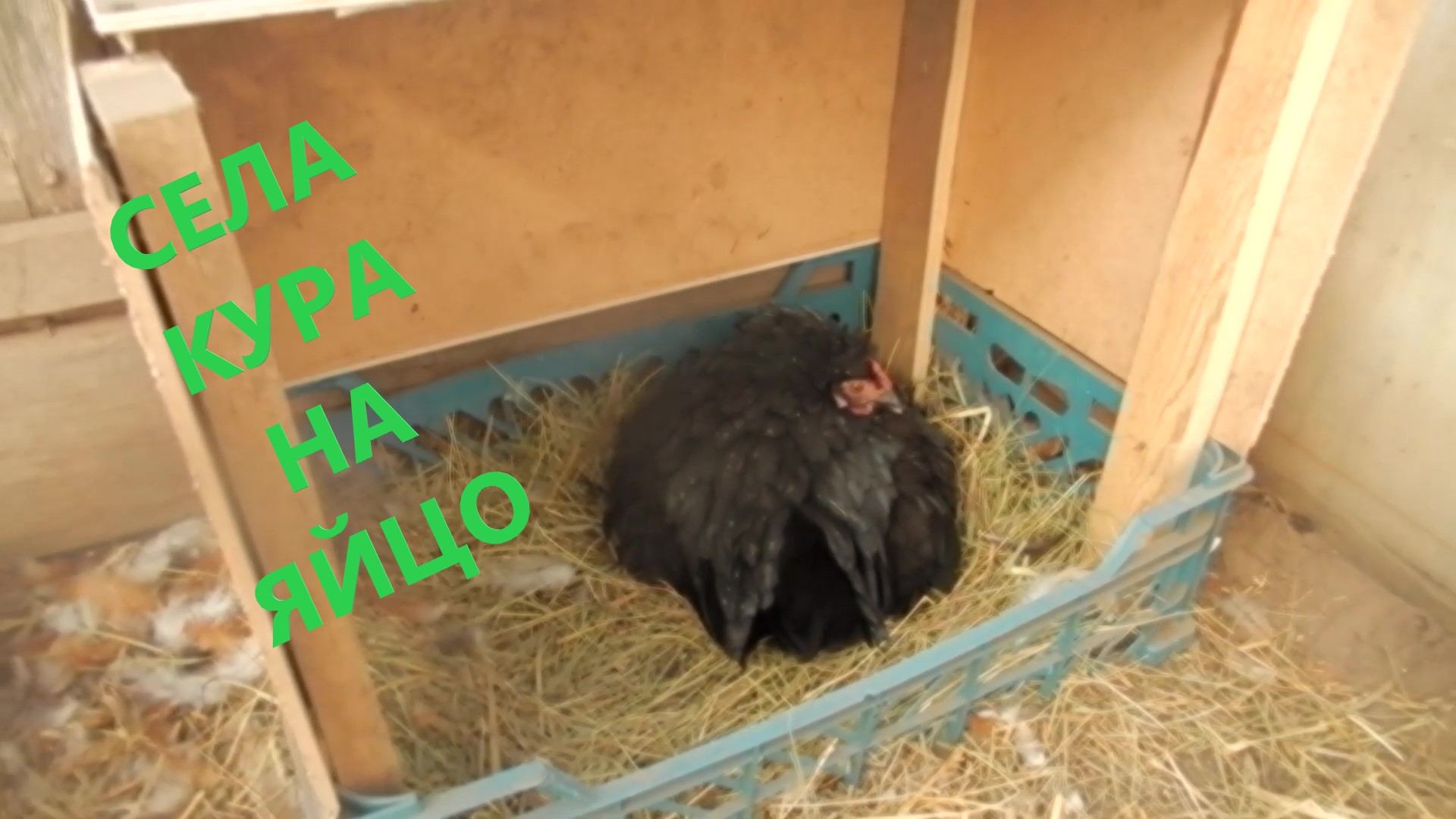 Села курица на яйца