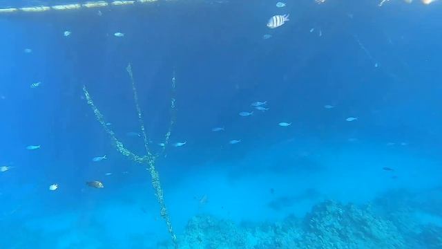 Часть 2.Domina Coral Bay  ВЕСЬ КОРАЛЛОВЫЙ РИФ.ВСЕ ПЛЯЖИ НА КОТОРЫЕ МОЖНО ХОДИТЬ.СКАТЫ.БАССЕЙН В МОР