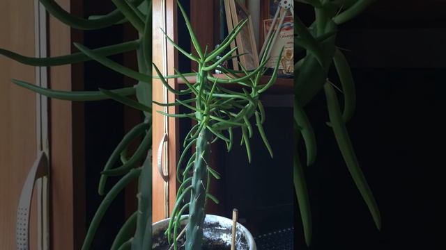 Аустроцилиндропунция. Укоренение черенком. Быстро. 🌵🌵🌵🌵 смотреть онлайн