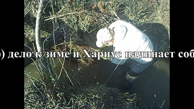 Охота на бобра капканами смотреть онлайн