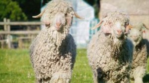 Разведение Ангорских коз как бизнес | Козоводство | Ангорская Порода коз | Ангорские козы